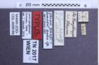 Etiketten zu Lacon ganglbaueri (NHMW-ZOO-COL-0008169)